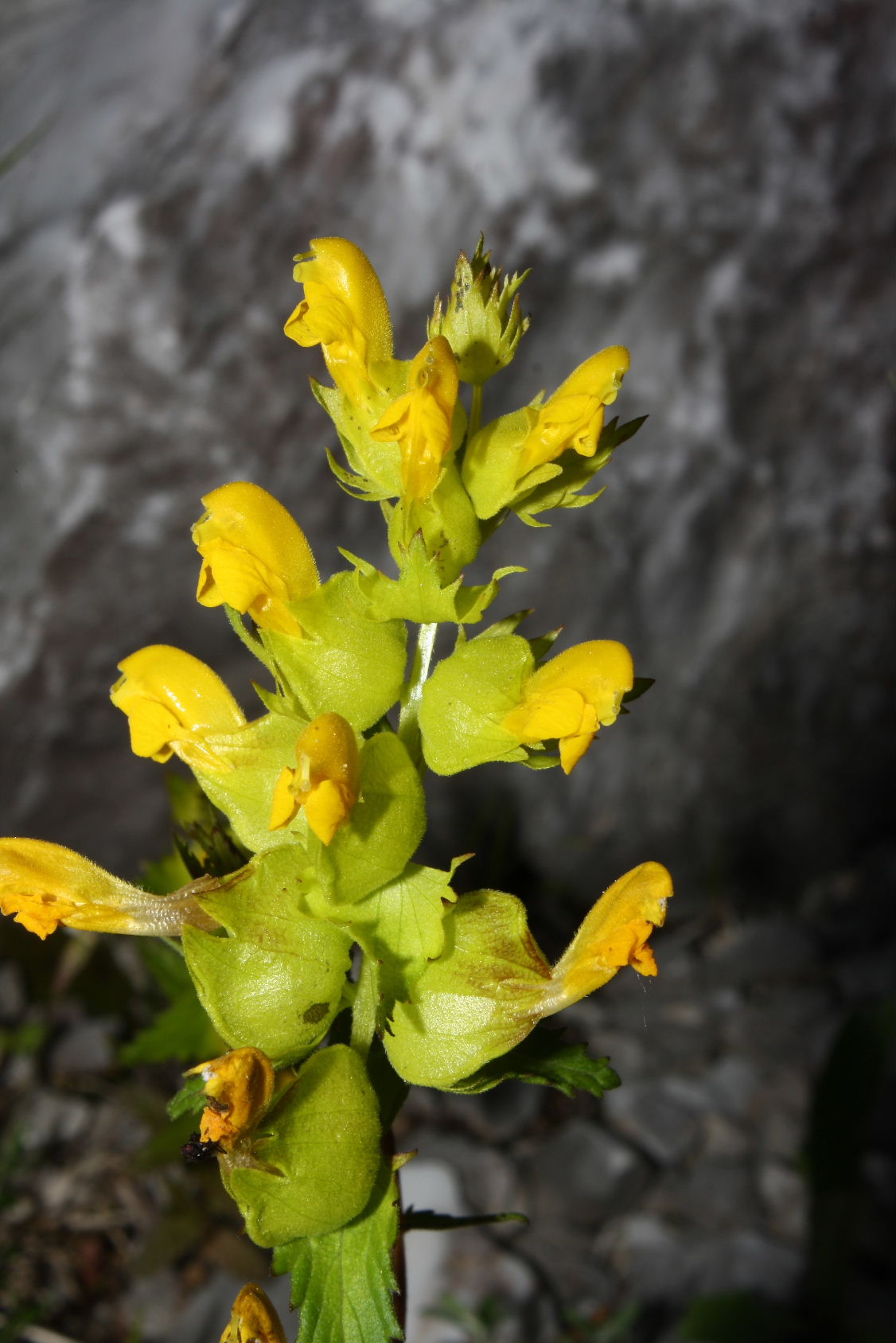Rhinanthus apuanus / Cresta di gallo delle Apuane